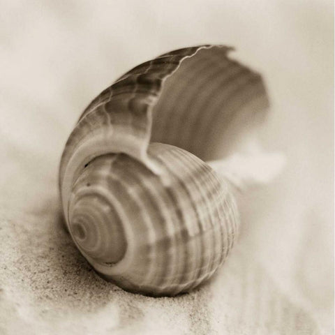 La Playa No3 Black Modern Wood Framed Art Print by Blaustein, Alan