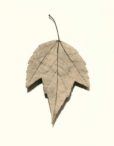 Red Maple White Modern Wood Framed Art Print with Double Matting by Blaustein, Alan