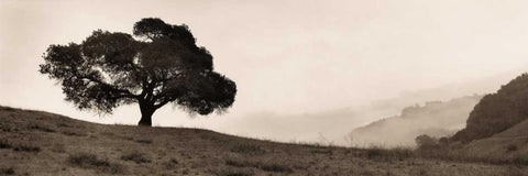 Black Oak Tree White Modern Wood Framed Art Print with Double Matting by Blaustein, Alan