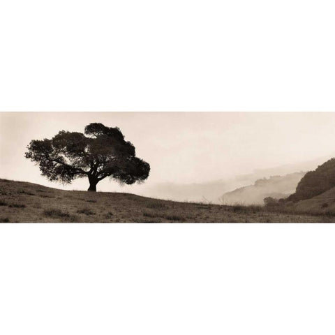 Black Oak Tree Black Modern Wood Framed Art Print with Double Matting by Blaustein, Alan