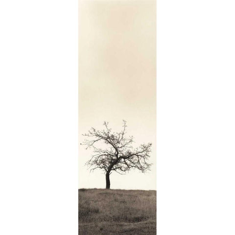 Cherry Blossom Tree White Modern Wood Framed Art Print by Blaustein, Alan