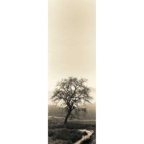 Valley Oak Tree Black Modern Wood Framed Art Print with Double Matting by Blaustein, Alan