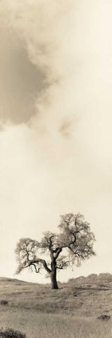 Vintage Oak Tree White Modern Wood Framed Art Print with Double Matting by Blaustein, Alan