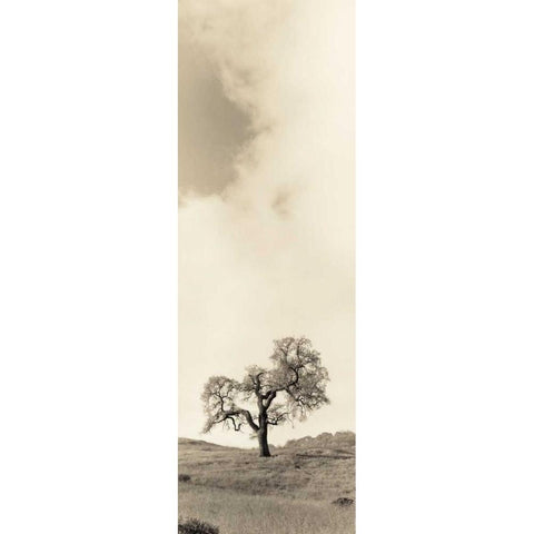 Vintage Oak Tree Black Modern Wood Framed Art Print with Double Matting by Blaustein, Alan
