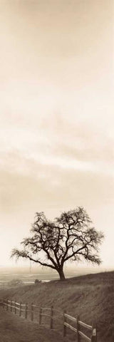 Sentinel Oak Tree Black Ornate Wood Framed Art Print with Double Matting by Blaustein, Alan