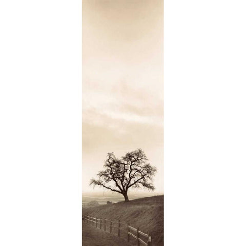 Sentinel Oak Tree Black Modern Wood Framed Art Print with Double Matting by Blaustein, Alan