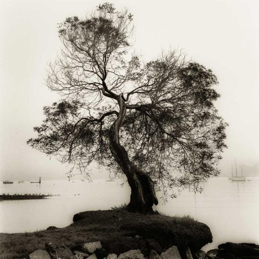 Image Only