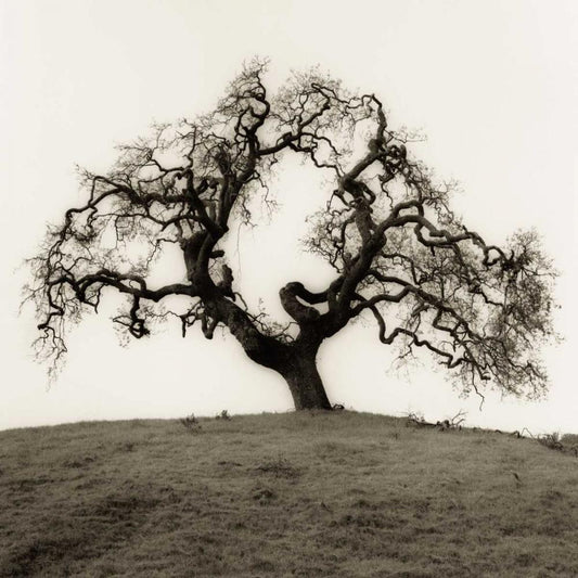 Image Only