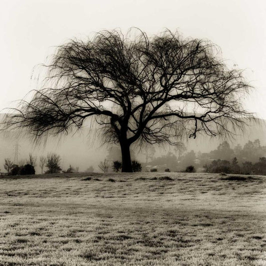 Image Only