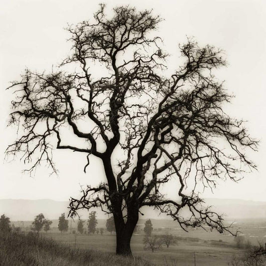 Image Only