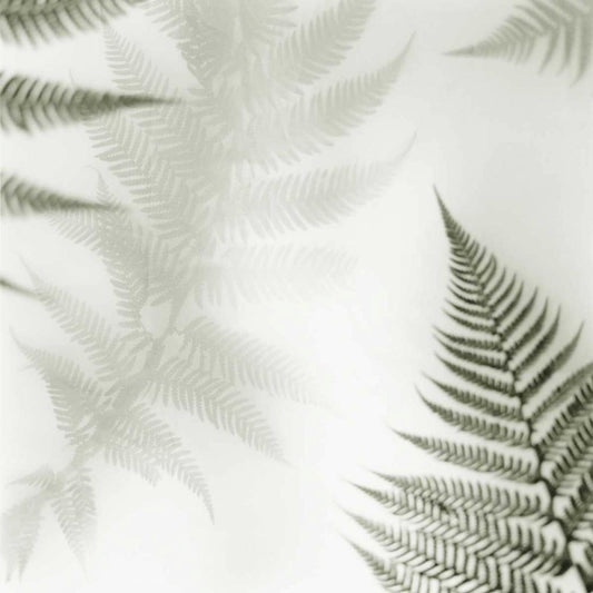 Image Only