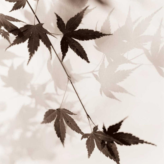 Image Only