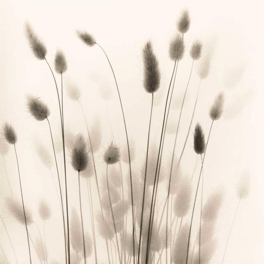 Image Only