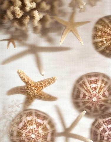 Nautical Illuminations No.3 Black Ornate Wood Framed Art Print with Double Matting by Blaustein, Alan