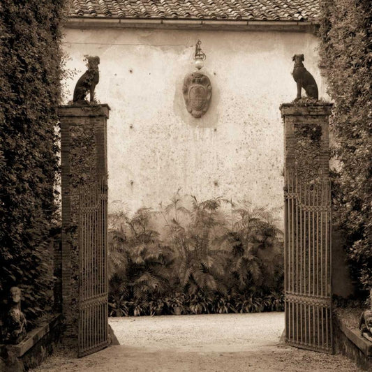 Image Only