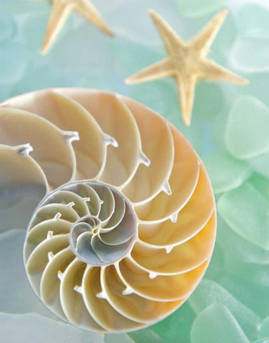 Seaglass 2 White Modern Wood Framed Art Print with Double Matting by Blaustein, Alan