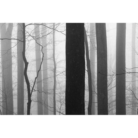Forest Code Black Modern Wood Framed Art Print by Bell, Nicholas