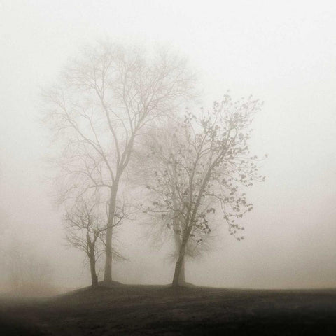 Four Trees in Fog Black Modern Wood Framed Art Print by Bell, Nicholas