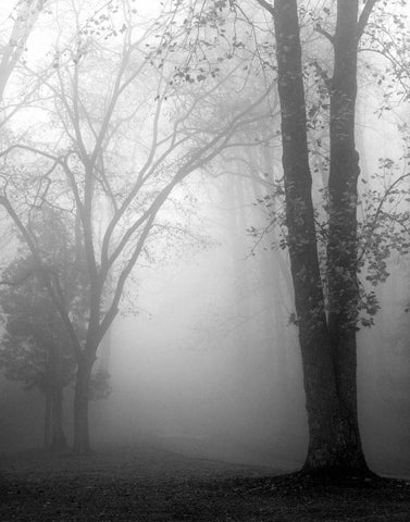November Fog Black Ornate Wood Framed Art Print with Double Matting by Bell, Nicholas