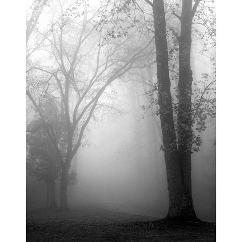 November Fog White Modern Wood Framed Art Print by Bell, Nicholas