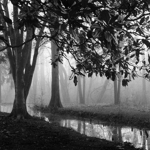 Woodland No. 1 White Modern Wood Framed Art Print by Bell, Nicholas