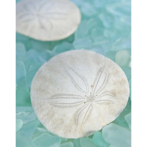 Seaglass 3 White Modern Wood Framed Art Print by Blaustein, Alan