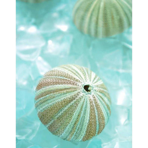 Seaglass 4 Gold Ornate Wood Framed Art Print with Double Matting by Blaustein, Alan