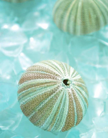 Seaglass 4 White Modern Wood Framed Art Print with Double Matting by Blaustein, Alan