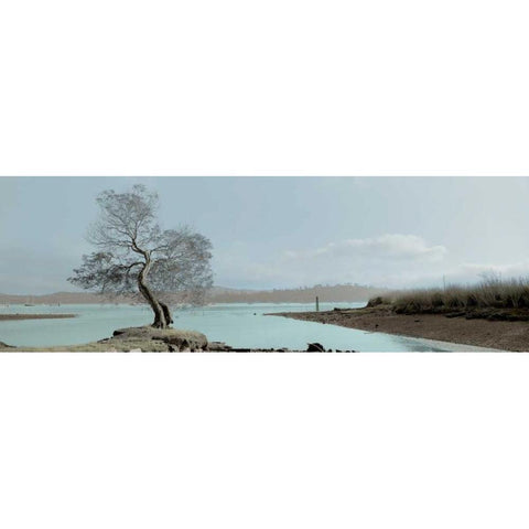 Lagoon Oak Tree Black Modern Wood Framed Art Print with Double Matting by Blaustein, Alan