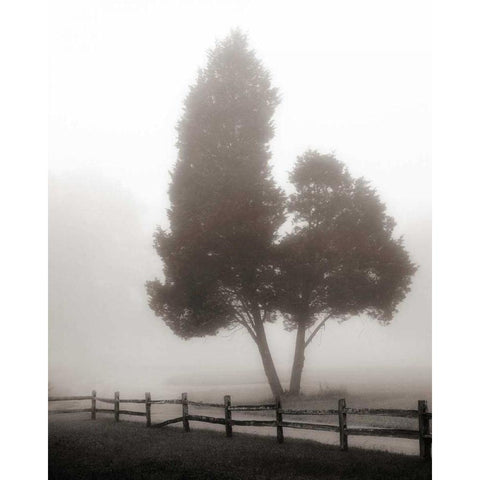 Cedar Tree and Fence Gold Ornate Wood Framed Art Print with Double Matting by Bell, Nicholas