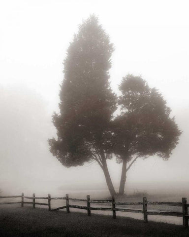 Cedar Tree and Fence White Modern Wood Framed Art Print with Double Matting by Bell, Nicholas
