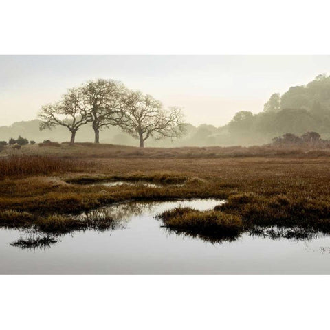 Island Oak Trees Black Modern Wood Framed Art Print with Double Matting by Blaustein, Alan