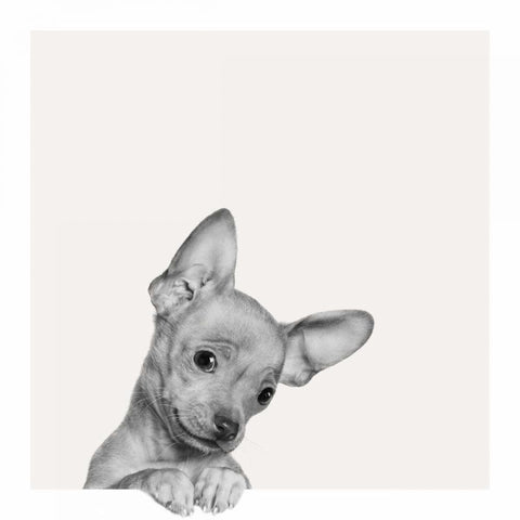 Sweet Chihuahua White Modern Wood Framed Art Print by Bertelli, Jon