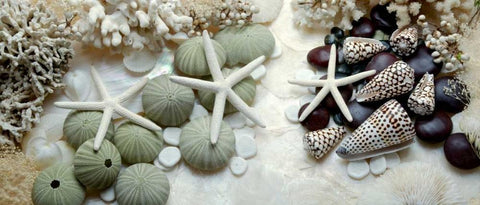 Island Tide Pool No. 2 Black Ornate Wood Framed Art Print with Double Matting by Blaustein, Alan