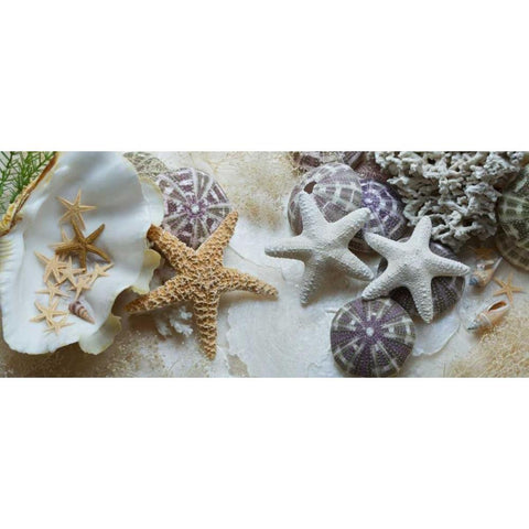 Island Tide Pool No. 4 Black Modern Wood Framed Art Print with Double Matting by Blaustein, Alan