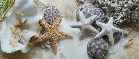 Island Tide Pool No. 4 White Modern Wood Framed Art Print with Double Matting by Blaustein, Alan