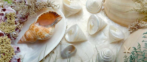 Island Tide Pool No. 6 Black Ornate Wood Framed Art Print with Double Matting by Blaustein, Alan