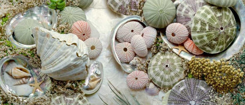 Island Tide Pool No. 7 White Modern Wood Framed Art Print with Double Matting by Blaustein, Alan