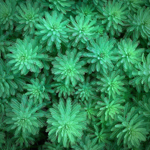 Sea Green Gold Ornate Wood Framed Art Print with Double Matting by Bell, Jan