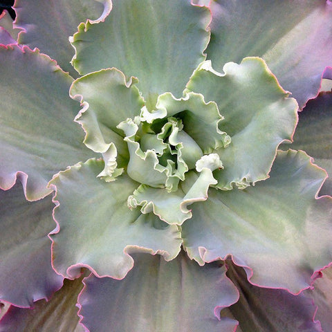 Soft Petals White Modern Wood Framed Art Print by Bell, Jan