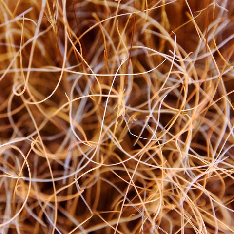 Zion Grass Gold Ornate Wood Framed Art Print with Double Matting by Bell, Jan