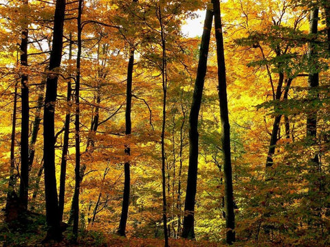 Fall Colors White Modern Wood Framed Art Print with Double Matting by Burdick, Chuck