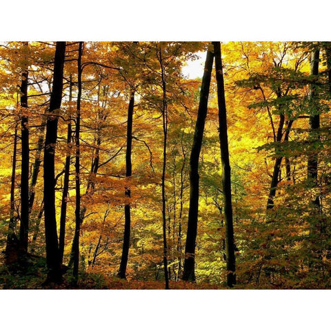 Fall Colors Gold Ornate Wood Framed Art Print with Double Matting by Burdick, Chuck