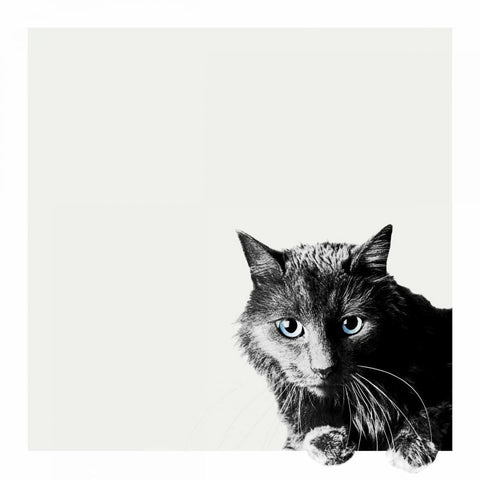 Inquisitive Black Modern Wood Framed Art Print by Bertelli, Jon