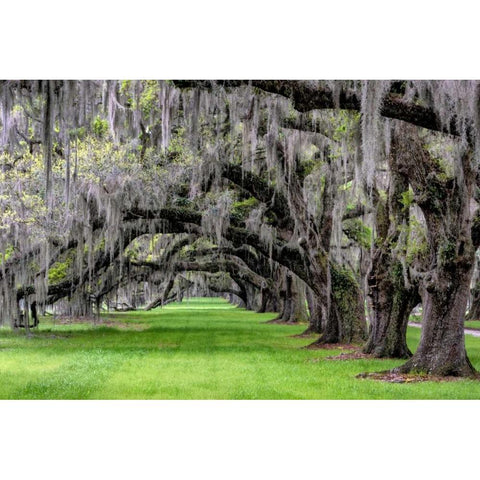 Hanging to the Left Black Modern Wood Framed Art Print by Burt, Daniel