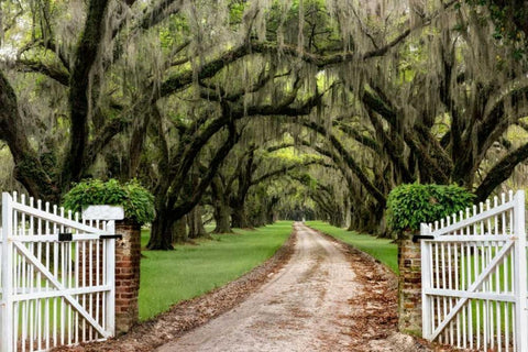 Plantation Road Black Ornate Wood Framed Art Print with Double Matting by Burt, Daniel