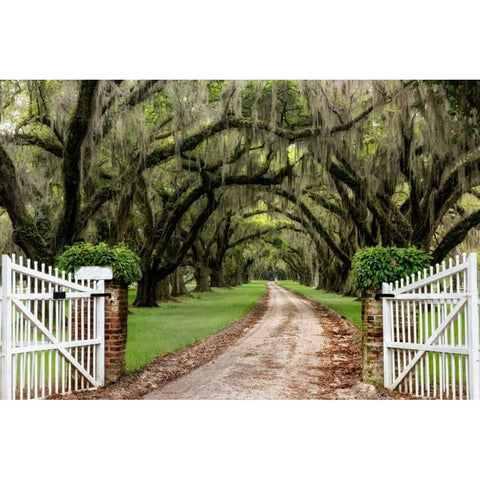 Plantation Road Black Modern Wood Framed Art Print with Double Matting by Burt, Daniel