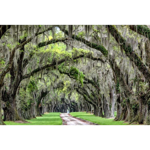 The Old South Black Modern Wood Framed Art Print by Burt, Daniel