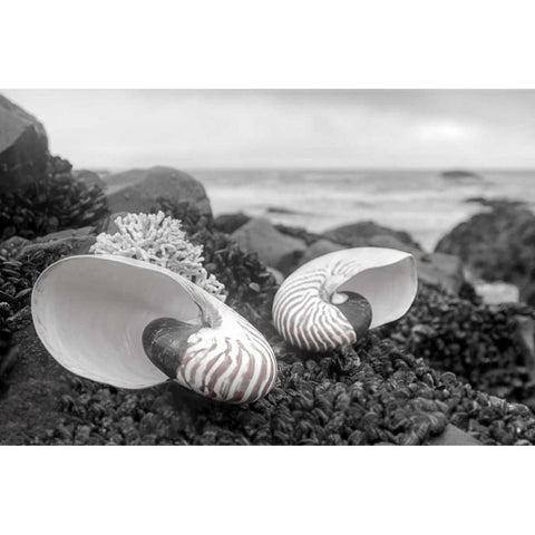 Crescent Beach Shells 2 White Modern Wood Framed Art Print by Blaustein, Alan