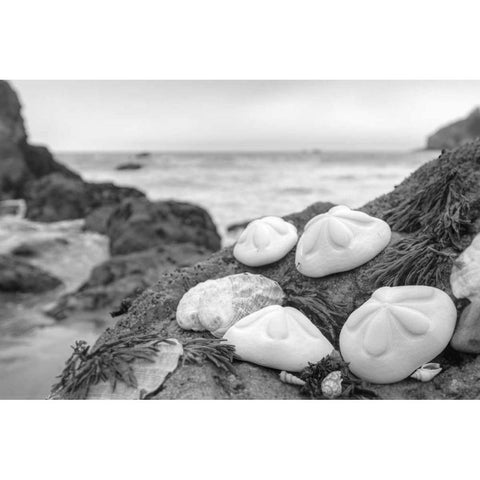 Crescent Beach Shells 4 Black Modern Wood Framed Art Print by Blaustein, Alan